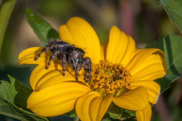 Depredadores de las avispas y abejas - Araña saltarina