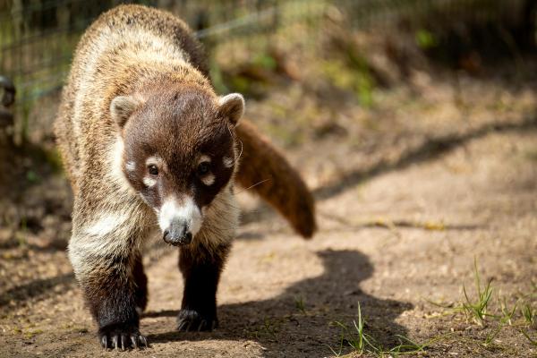 Depredadores de las avispas y abejas - Coatí de nariz blanca