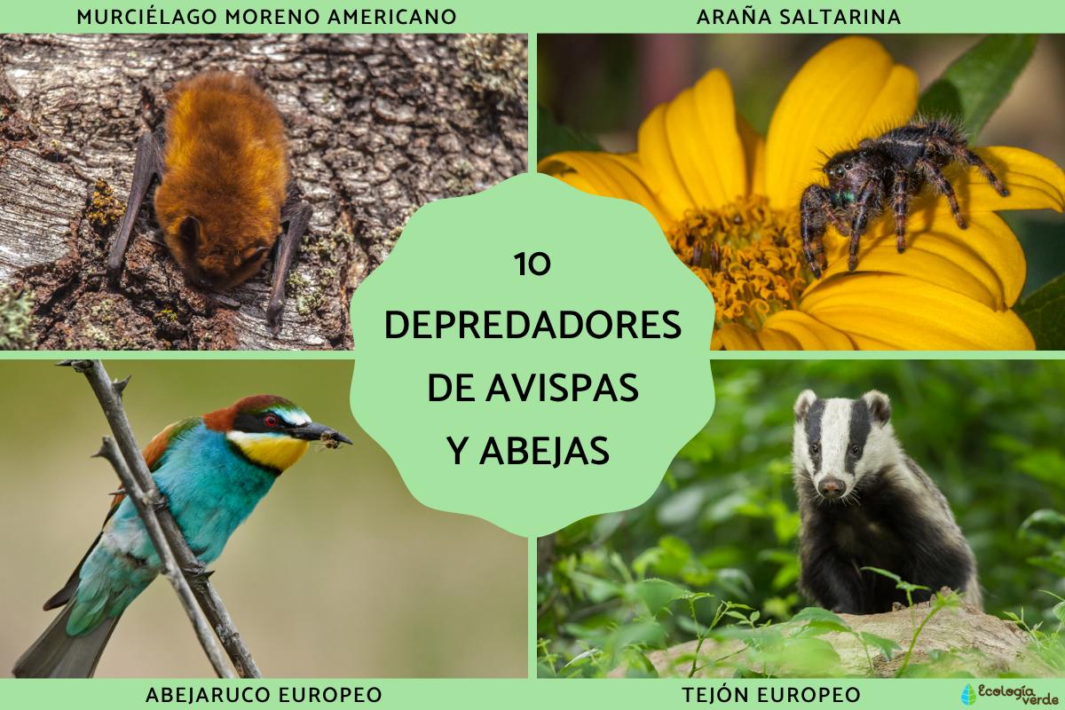 Depredadores de las avispas y abejas
