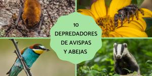 Depredadores de las avispas y abejas