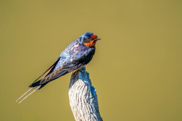 Depredadores de las avispas y abejas - Golondrina común
