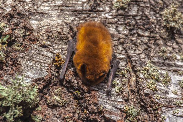 Depredadores de las avispas y abejas - Murciélago moreno americano