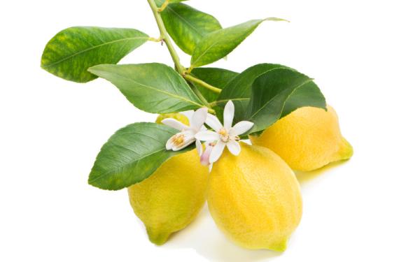 Limonero - Características del Limonero