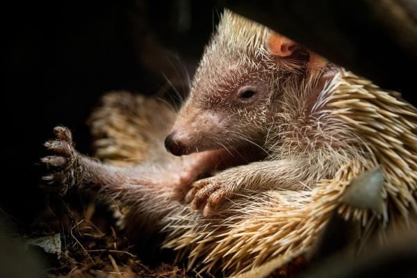 Tenrec: características, tipos, hábitat, alimentación y curiosidades - ¿Dónde viven los tenrec?