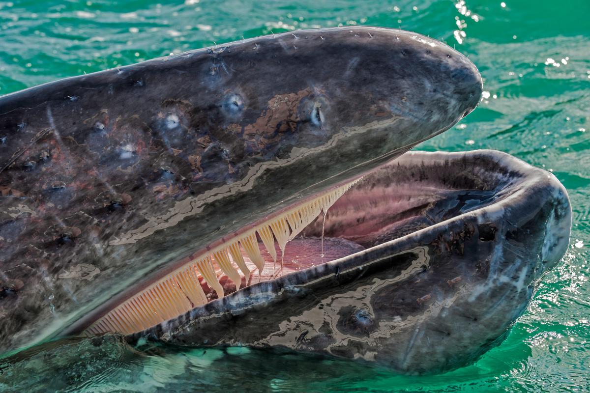 ¿Las ballenas tienen dientes?