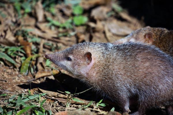 Tenrec: características, tipos, hábitat, alimentación y curiosidades - ¿Qué es un tenrec?