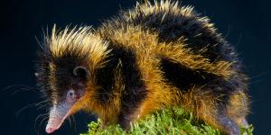 Tenrec: características, tipos, hábitat, alimentación y curiosidades