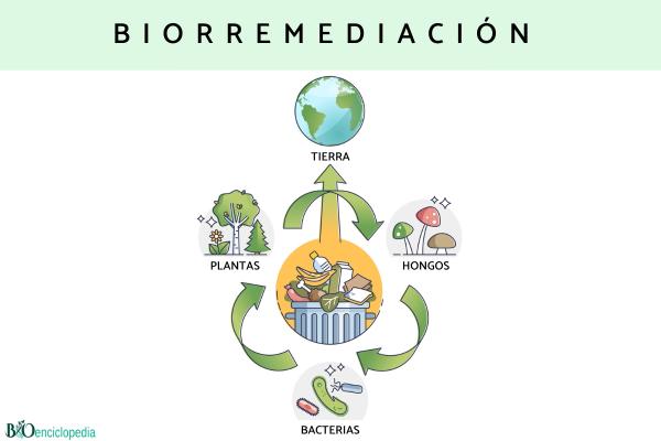 Biorremediación: qué es, tipos y ejemplos