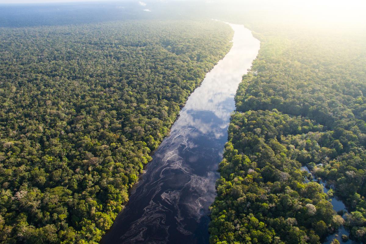 Selva amazónica: qué es, dónde está, animales y tribus