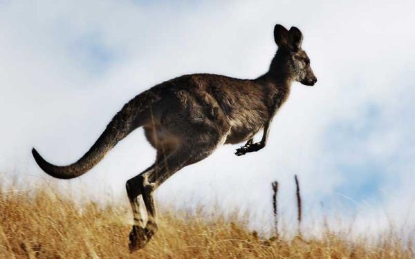 Canguro - Comportamiento del canguro