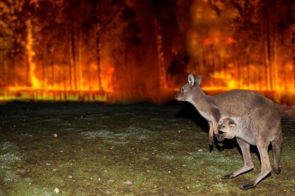 Incendios forestales: qué son, cómo se producen, tipos y partes - ¿Cuáles son las consecuencias de los incendios forestales?