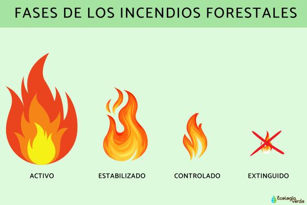 Incendios forestales: qué son, cómo se producen, tipos y partes - ¿Cuáles son las fases de los incendios forestales?