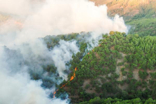 Incendios forestales: qué son, cómo se producen, tipos y partes - ¿Cuáles son los tipos de incendios forestales?