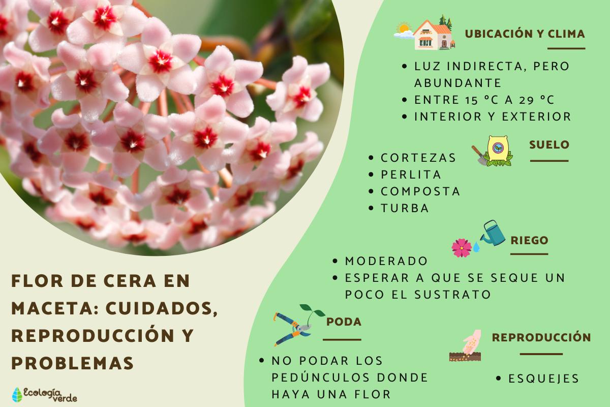 Flor de cera en maceta: cuidados, reproducción y problemas