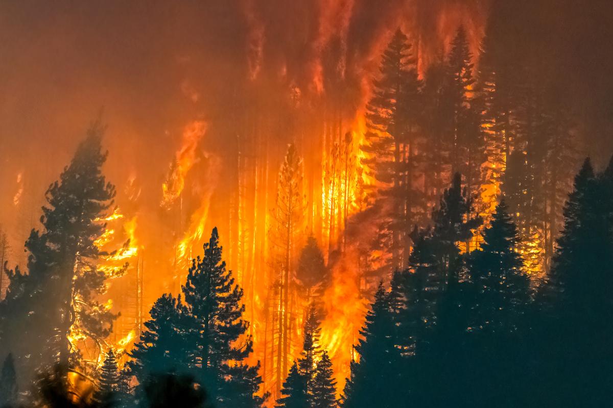 Incendios forestales: qué son, cómo se producen, tipos y partes