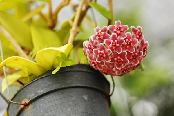 Flor de cera en maceta: cuidados, reproducción y problemas - Luz, temperatura y ubicación 