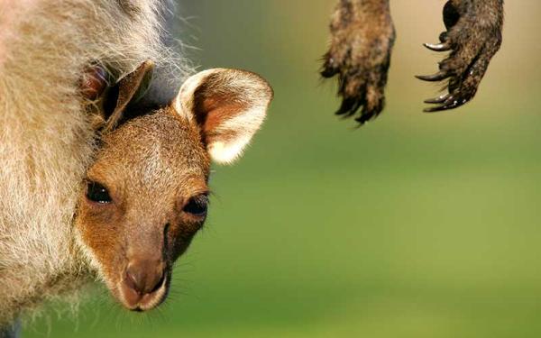 Canguro - Reproducción del canguro