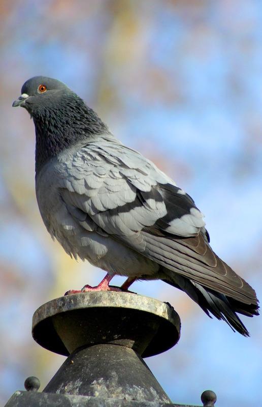 Paloma - Las palomas son del género Columba