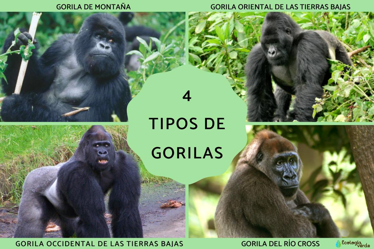Tipos de gorilas