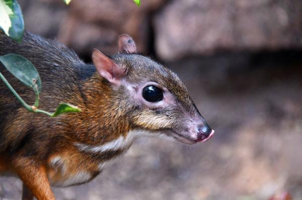 Ciervo ratón - Amenazas y conservación del ciervo ratón