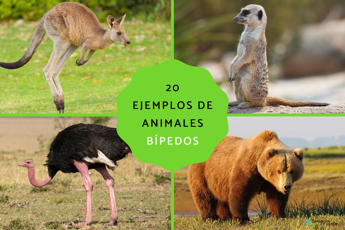 Animales bípedos: definición y ejemplos