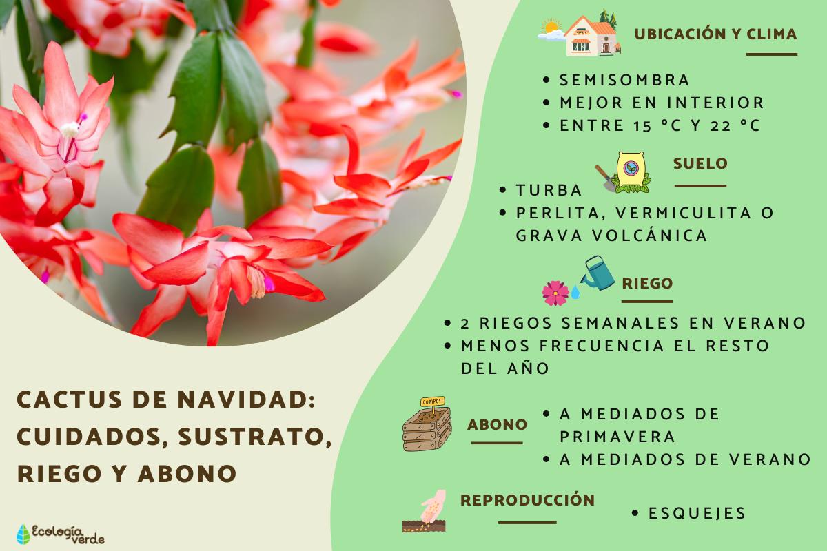 Cactus de Navidad: cuidados, sustrato, riego y abono