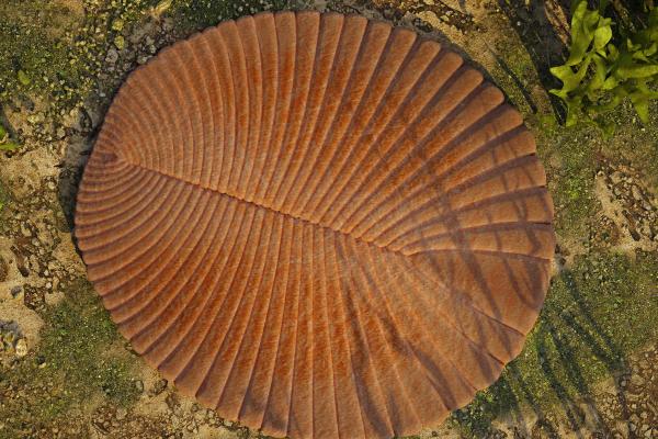 Dickinsonia: uno de los animales más antiguos del mundo - Características del dickinsonia