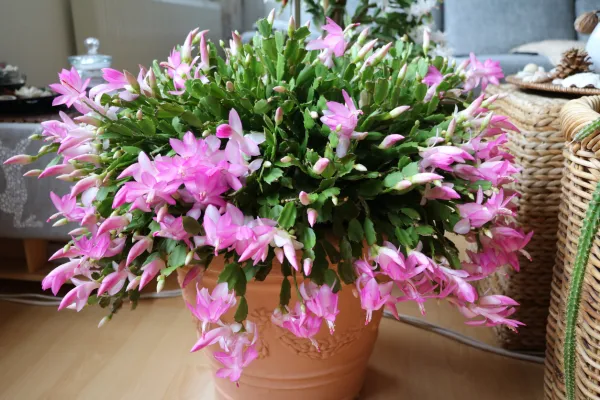 Cactus de Navidad: cuidados, sustrato, riego y abono - Gua completa