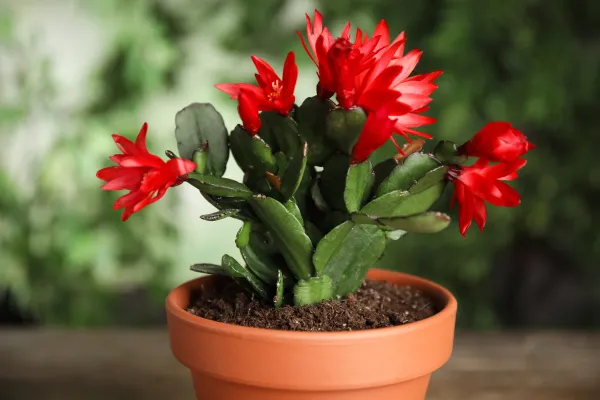 Cactus de Navidad: cuidados, sustrato, riego y abono - Gua completa