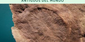 Dickinsonia: uno de los animales más antiguos del mundo