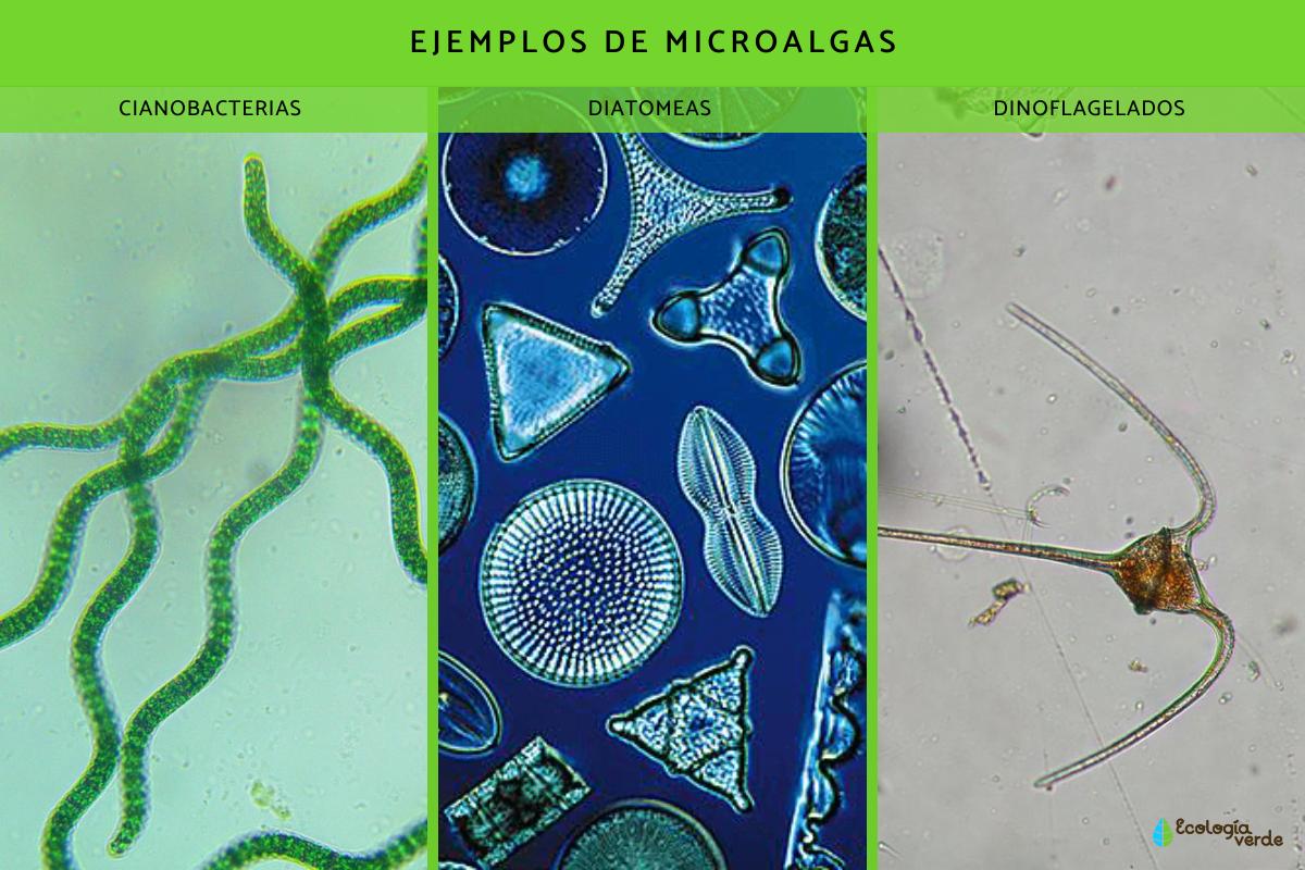 Qué Son Las Microalgas: Características, Ejemplos E Importancia