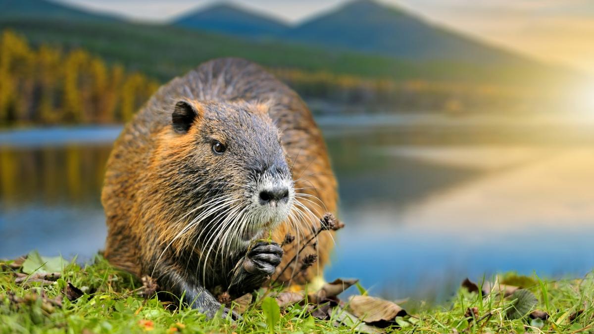 Liberaron castores en un bosque de Inglaterra y un año después ocurrió algo sorprendente: crearon un humedal de 35 metros lleno de vida