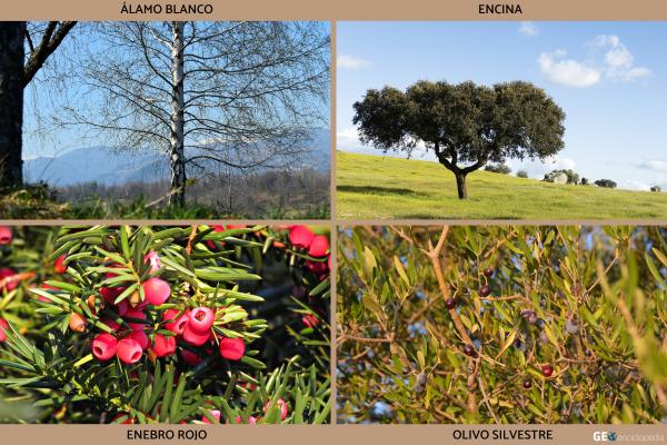 Río Ebro - Flora y fauna del río Ebro