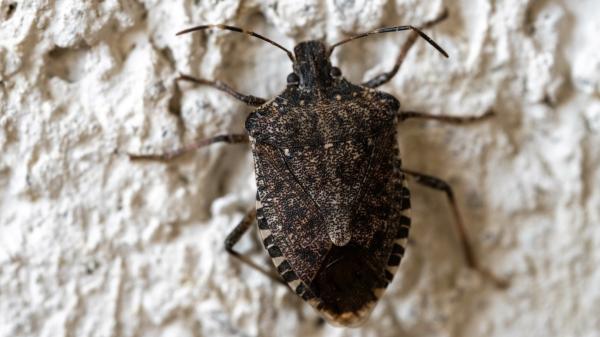 Pello Jáuregui, experto en plagas, explica cómo evitar que las chinches apestosas entren en casa este otoño: “Hay que usar barreras físicas” - Por qué aparecen más cuando bajan las temperaturas