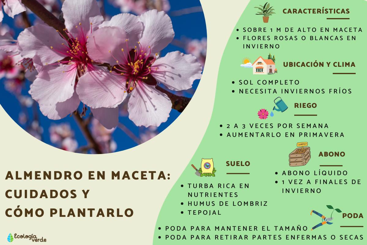 Almendro en maceta: cuidados y cómo plantarlo