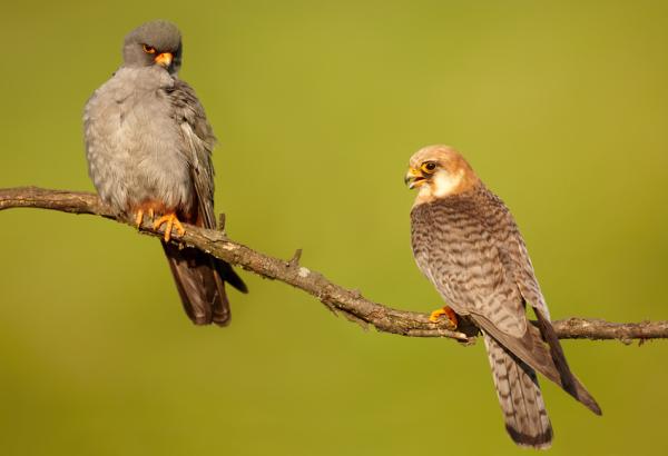 Tipos de halcones - Cernícalo de patas rojas (Falco vespertinus)