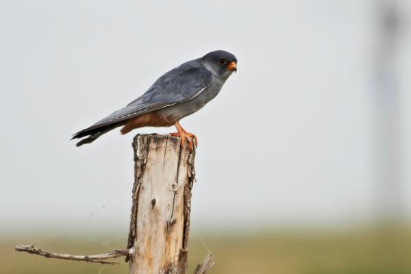 Tipos de halcones - Cernícalo del Amur (Falco amurensis)