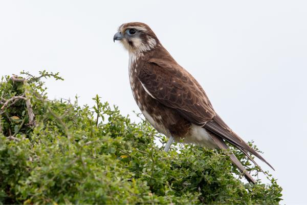 Tipos de halcones - Halcón berigora (Falco berigora)