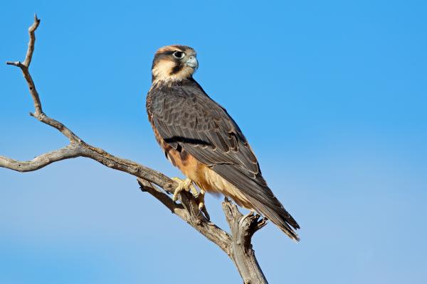 Tipos de halcones - Halcón borní (Falco biarmicus)