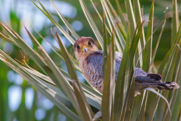 Tipos de halcones - Halcón de cuello rojo (Falco chicquera)