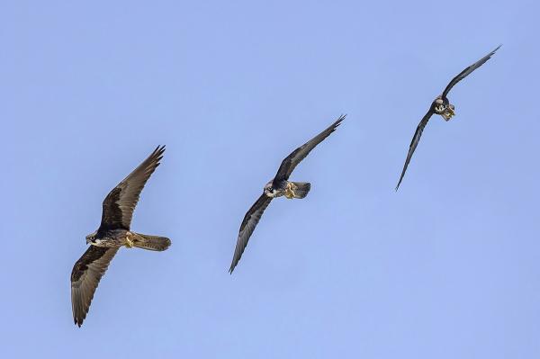 Tipos de halcones - Halcón de Eleonor (Falco eleonorae)