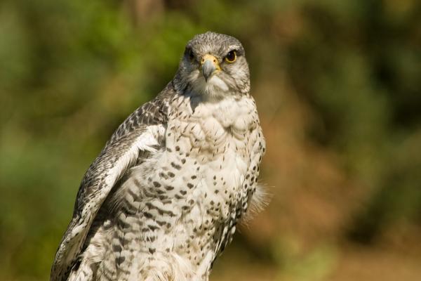 Tipos de halcones - Halcón gerifalte (Falco rusticolus)