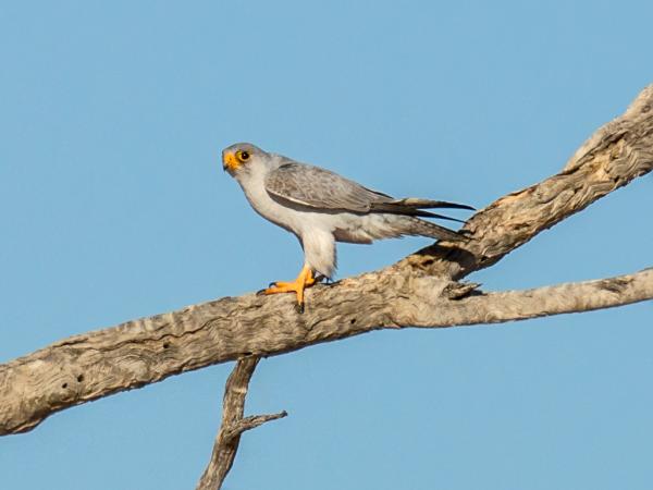 Tipos de halcones - Halcón gris (Falco hypoleucos)