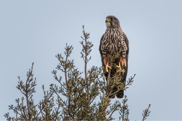 Tipos de halcones - Halcón maorí (Falco novaeseelandiae)