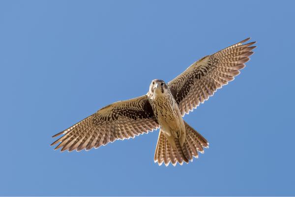 Tipos de halcones - Halcón mexicano (Falco mexicanus)