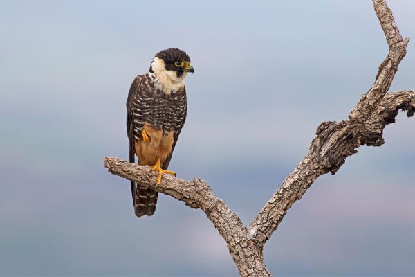 Tipos de halcones - Halcón murcielaguero (Falco rufigularis)