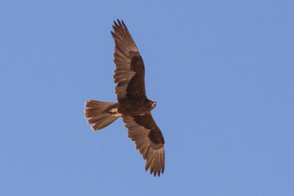 Tipos de halcones - Halcón negro (Falco subniger)