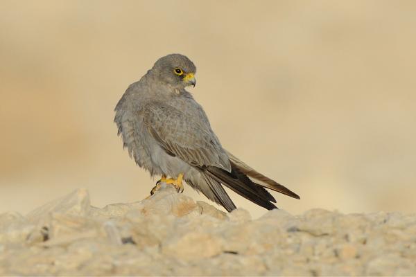 Tipos de halcones - Halcón opaco o pizarroso (Falco concolor)