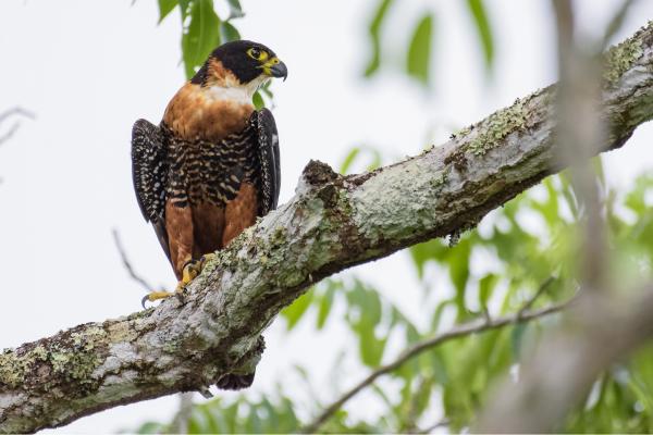 Tipos de halcones - Halcón pechirrojo (Falco deiroleucus)