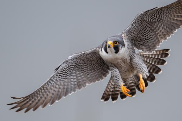 Tipos de halcones - Halcón peregrino (Falco peregrinus)